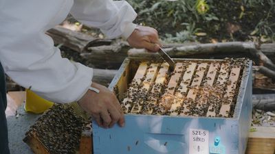 Image for story: For urban beekeepers in New York City, the sweetest time of the year is here once again