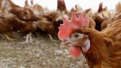 Image for story: 24,000 birds euthanized after avian flu detected at Maryland farm, officials say