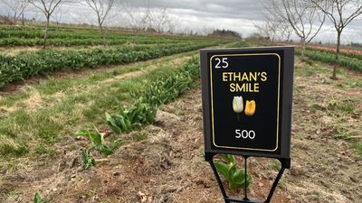 Image for story: WA tulip farm introduces new tulip mix in memory of Idaho murder victim Ethan Chapin