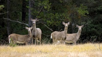 Image for story: Michigan deer hunting season sees at least 3 deaths from heart attacks in just 48 hours
