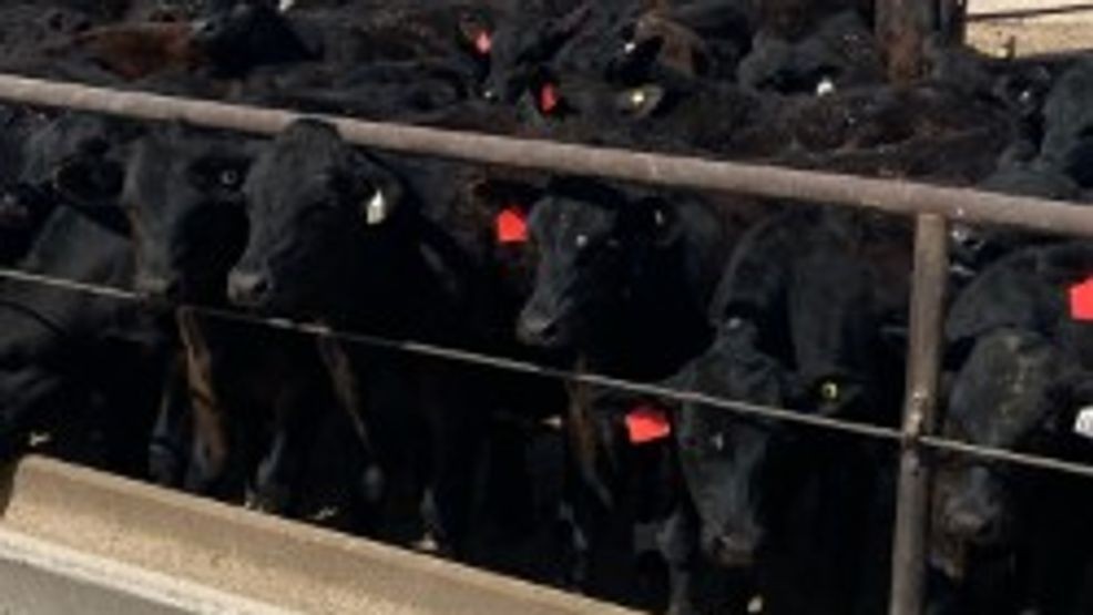 Image for story: Texas cattle producers advocate for increased beef exports amid herd size challenges