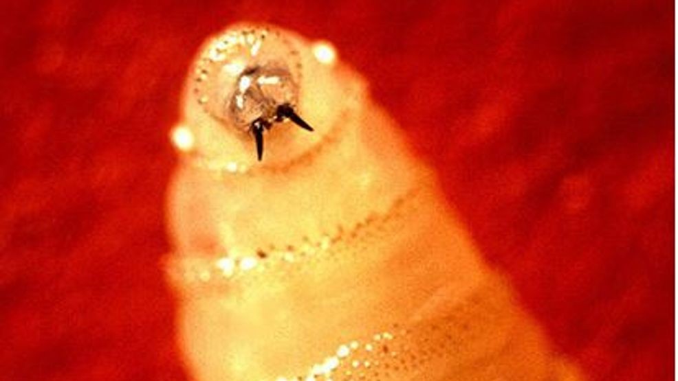 Image for story: Texas combating flesh-eating screwworms with proposed fly sterilization plant