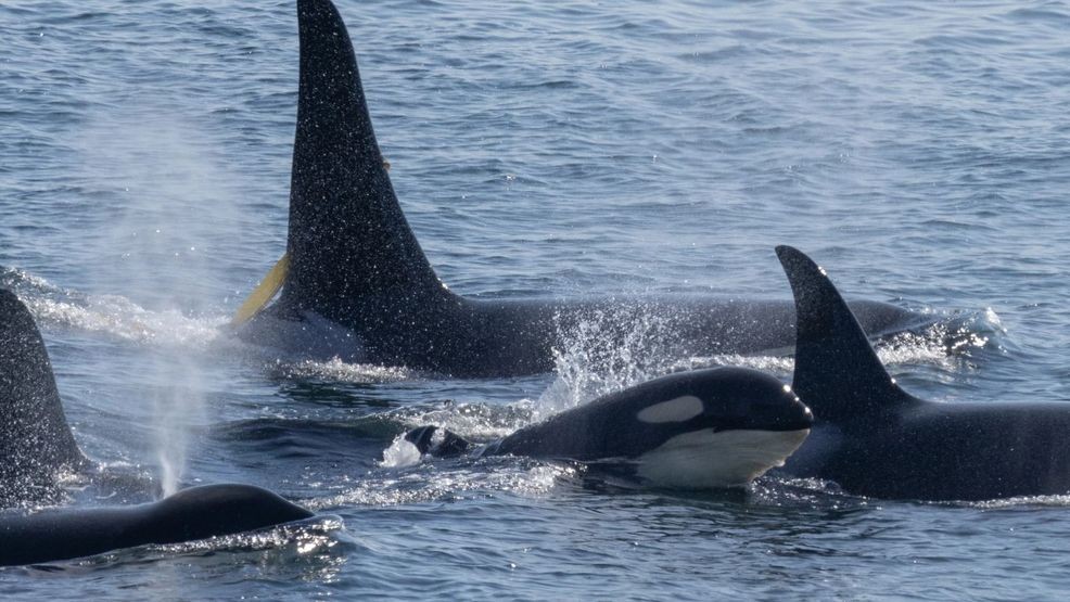Image for story: New law requires boaters to stay 1,000 yards away from Southern Resident orcas