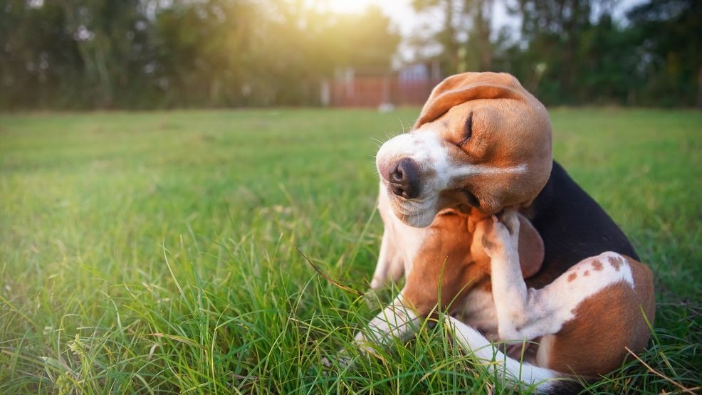 Image for story: 7 tips for helping your pet breathe easily during allergy season