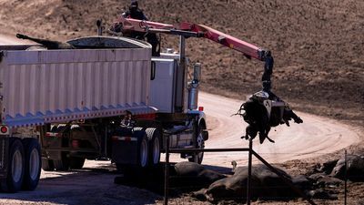Image for story: Bills introduced to help cattle ranchers recover from worst wildfire in Texas history