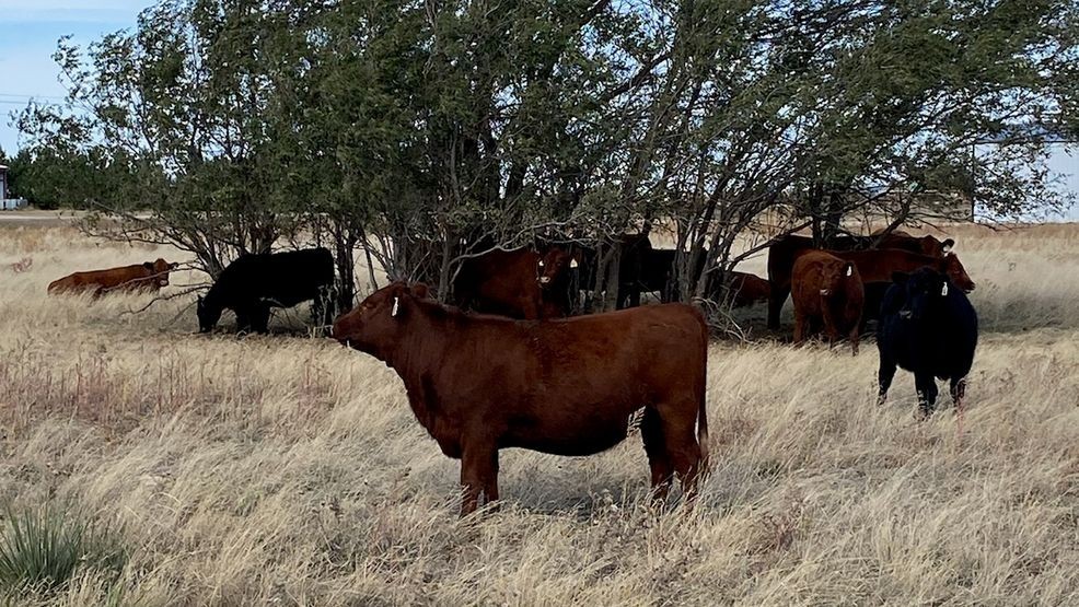 Image for story: Drought and rising hay costs challenge High Plains livestock feed supplies