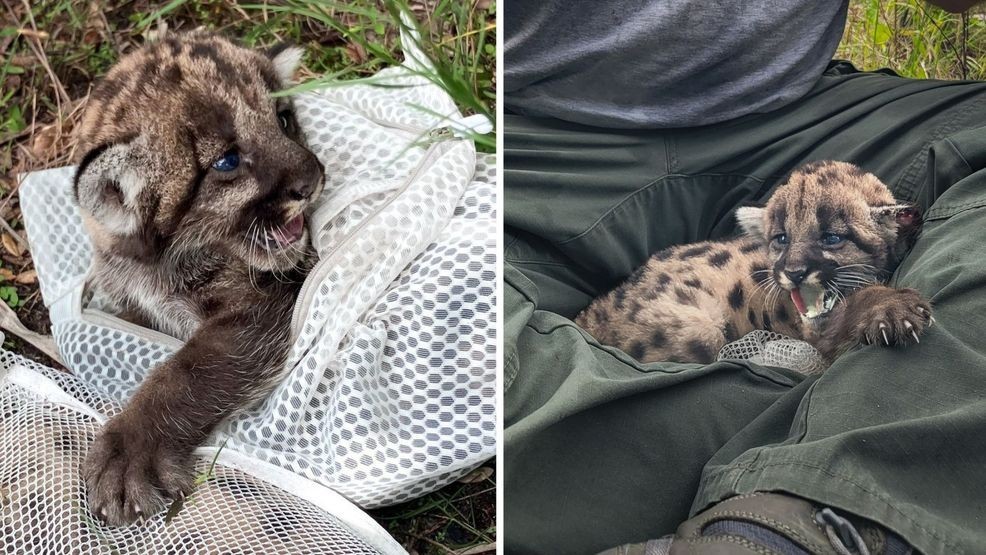 Image for story: Tragedy strikes as two Florida panther kittens fall prey to nature after assessment 