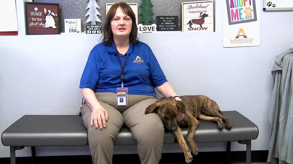 Image for story: Pet of the Week: Snuggles