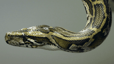 Image for story: Missing mother cut from 16-foot-long python after being swallowed alive